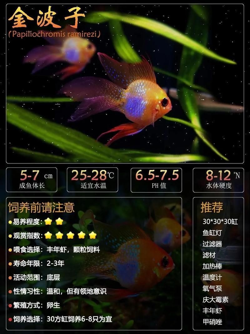荷蘭鳳凰魚分公母圖解