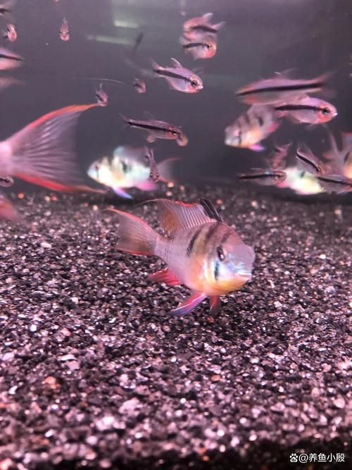 荷蘭鳳凰魚分公母圖解