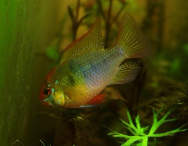 荷蘭鳳凰魚分公母圖解