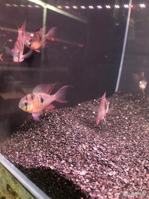荷蘭鳳凰魚分公母圖解