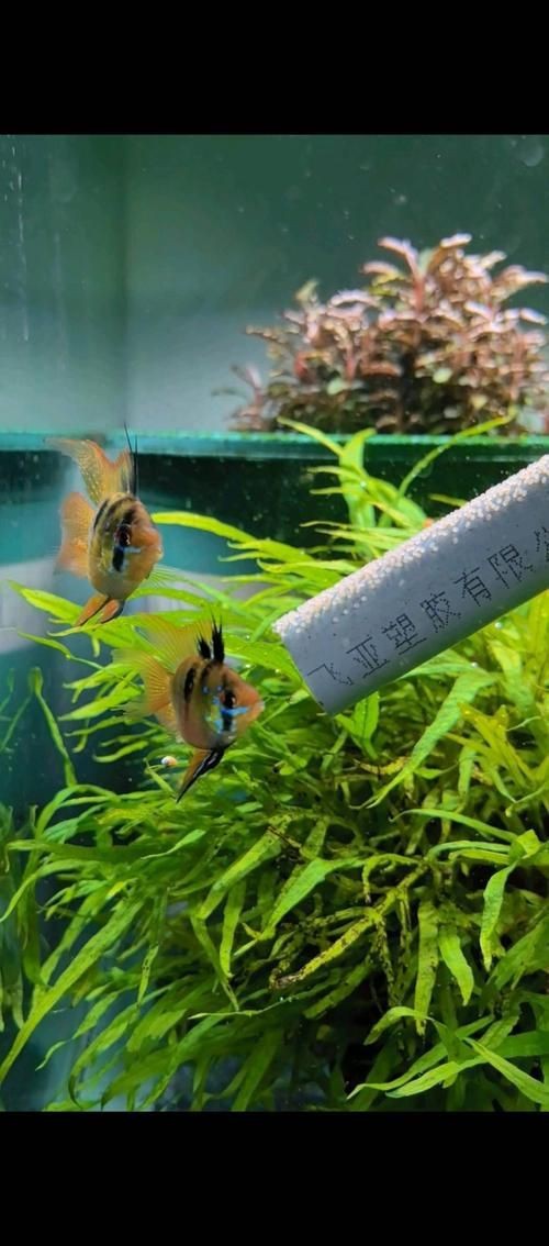 荷蘭鳳凰魚分公母圖解