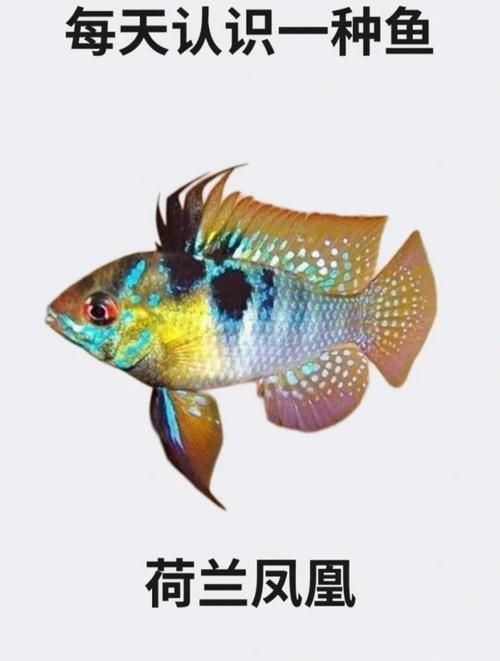 荷蘭鳳凰魚分公母圖解