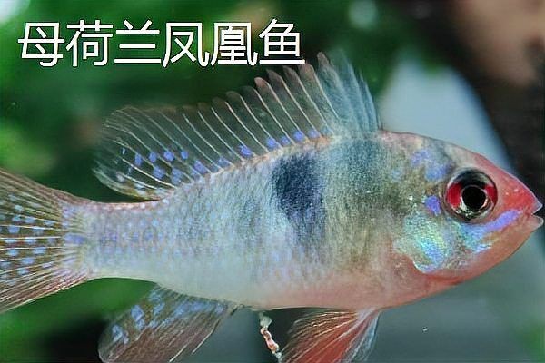荷蘭鳳凰魚分公母圖解