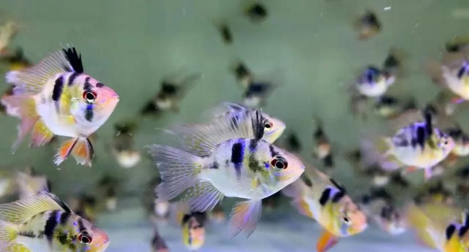 荷蘭鳳凰魚分公母圖解