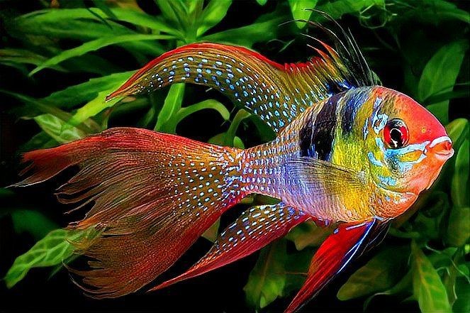 荷蘭鳳凰魚分公母圖解