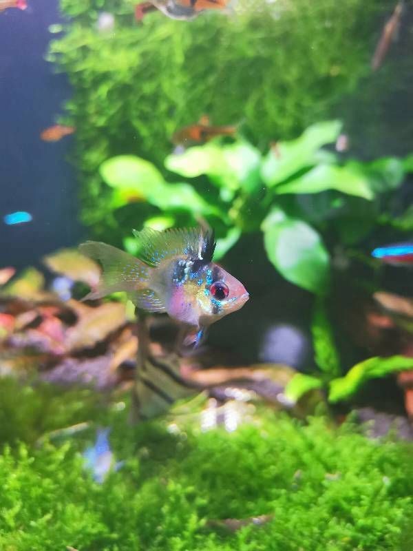 荷蘭鳳凰魚分公母圖解