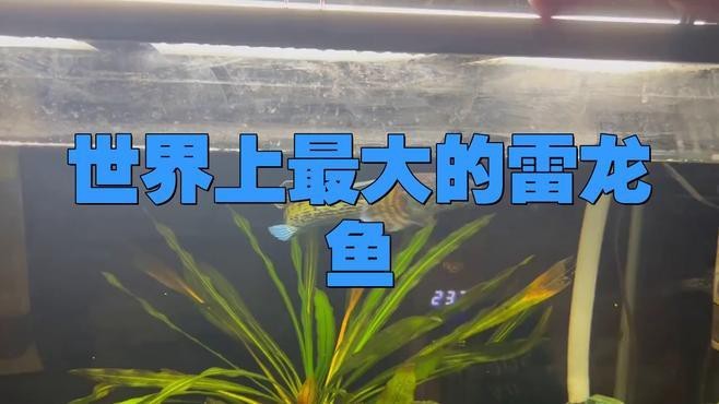 最大的雷龍魚
