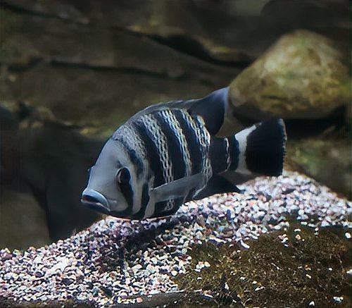 非洲十間魚可以吃嗎 非洲十間魚可以吃嗎 龍魚論壇 第3張