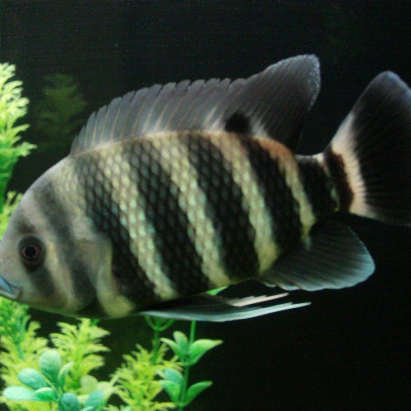 非洲十間魚可以吃嗎 非洲十間魚可以吃嗎 龍魚論壇 第1張