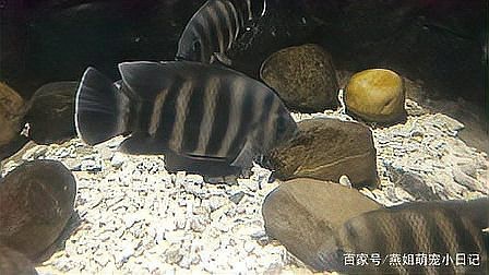 非洲十間魚可以吃嗎 非洲十間魚可以吃嗎 龍魚論壇 第2張