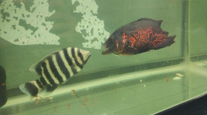 非洲十間魚可以吃嗎 非洲十間魚可以吃嗎 龍魚論壇 第5張