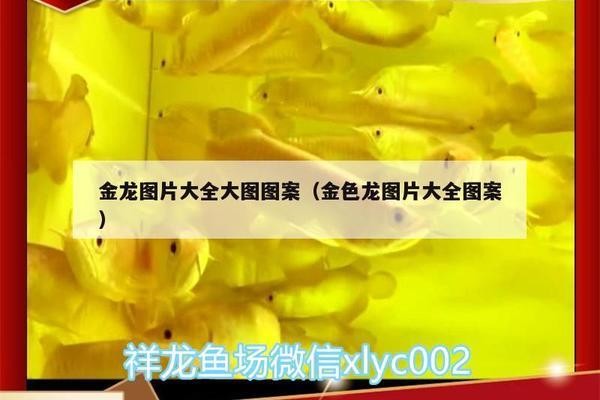 哈爾濱市南崗區(qū)淼一淼觀賞魚銷售店