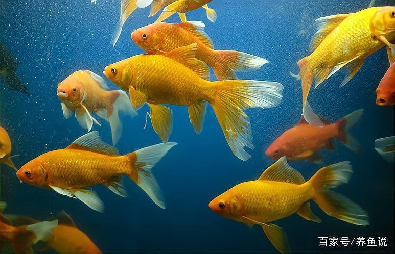養魚口訣一三五七什么意思