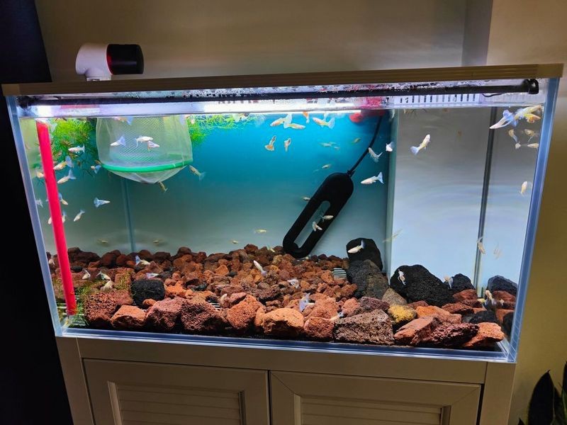 養魚口訣一三五七什么意思
