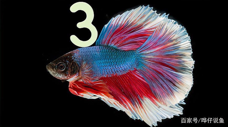 養魚口訣一三五七什么意思