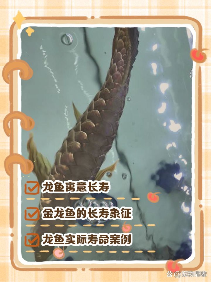 藍底過背金龍壽命多久