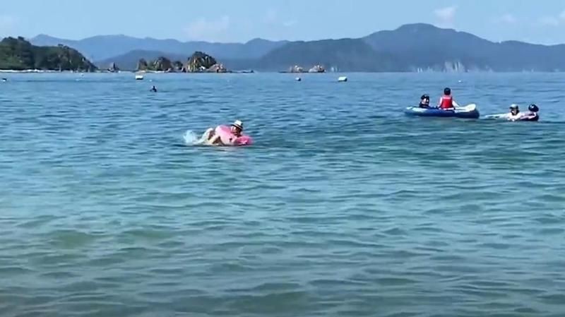 海豚一年吃多少人
