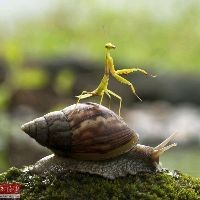 海豚一年吃多少人
