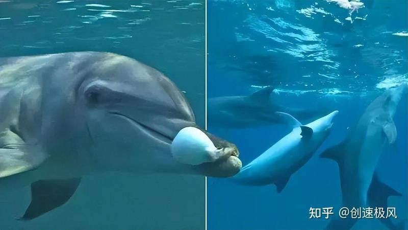 海豚一年吃多少人