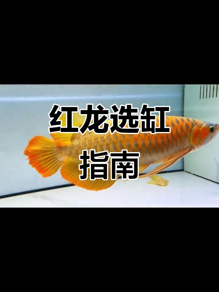 紅龍白底和黑底哪個更適合新手？