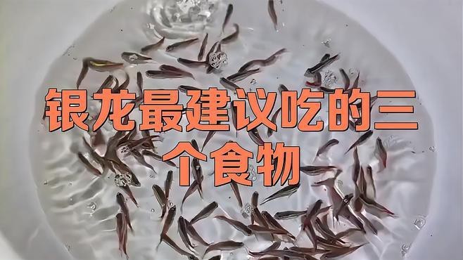 銀龍魚趴缸期間需要喂食嗎？
