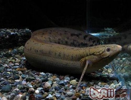 非洲肺魚價格