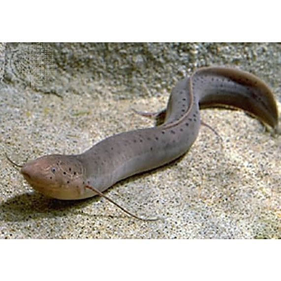 非洲肺魚價格
