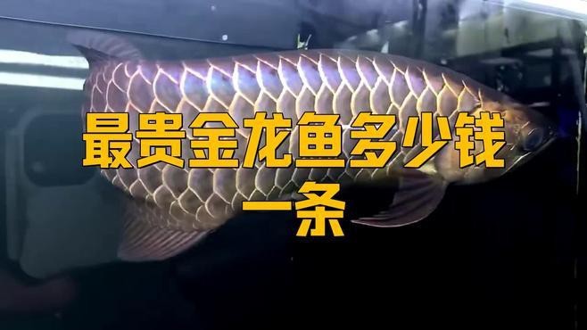 紅龍魚和過背金龍魚哪個更有收藏價值？