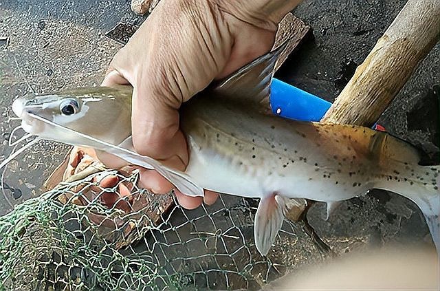 淡水魚盲盒