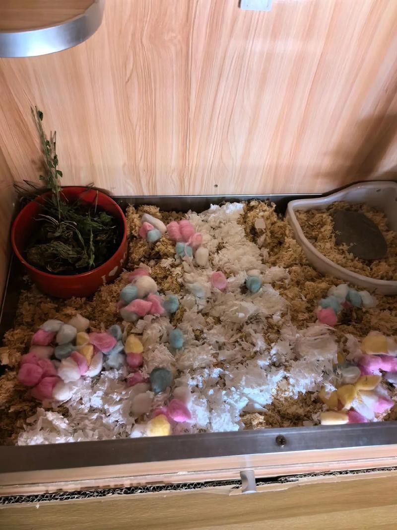 如何預防龍貓攜帶病毒？ 如何預防龍貓攜帶病毒？ 龍魚百科 第5張