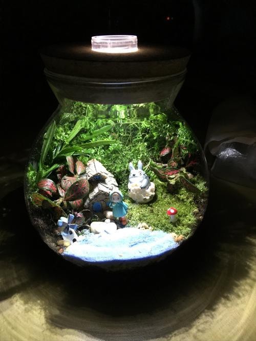 如何預防龍貓攜帶病毒？ 如何預防龍貓攜帶病毒？ 龍魚百科 第1張