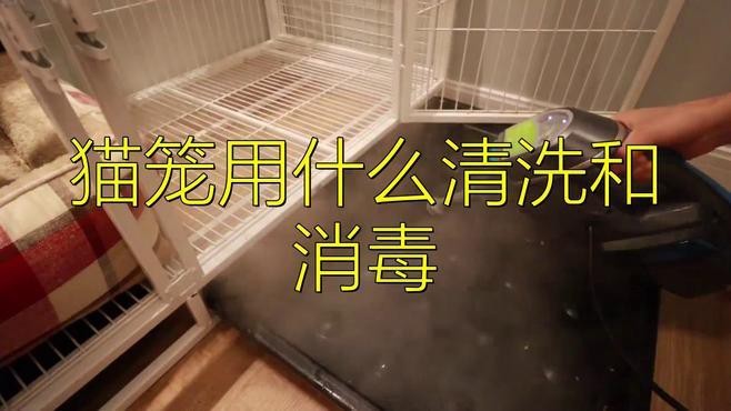 如何預防龍貓攜帶病毒？ 如何預防龍貓攜帶病毒？ 龍魚百科 第11張