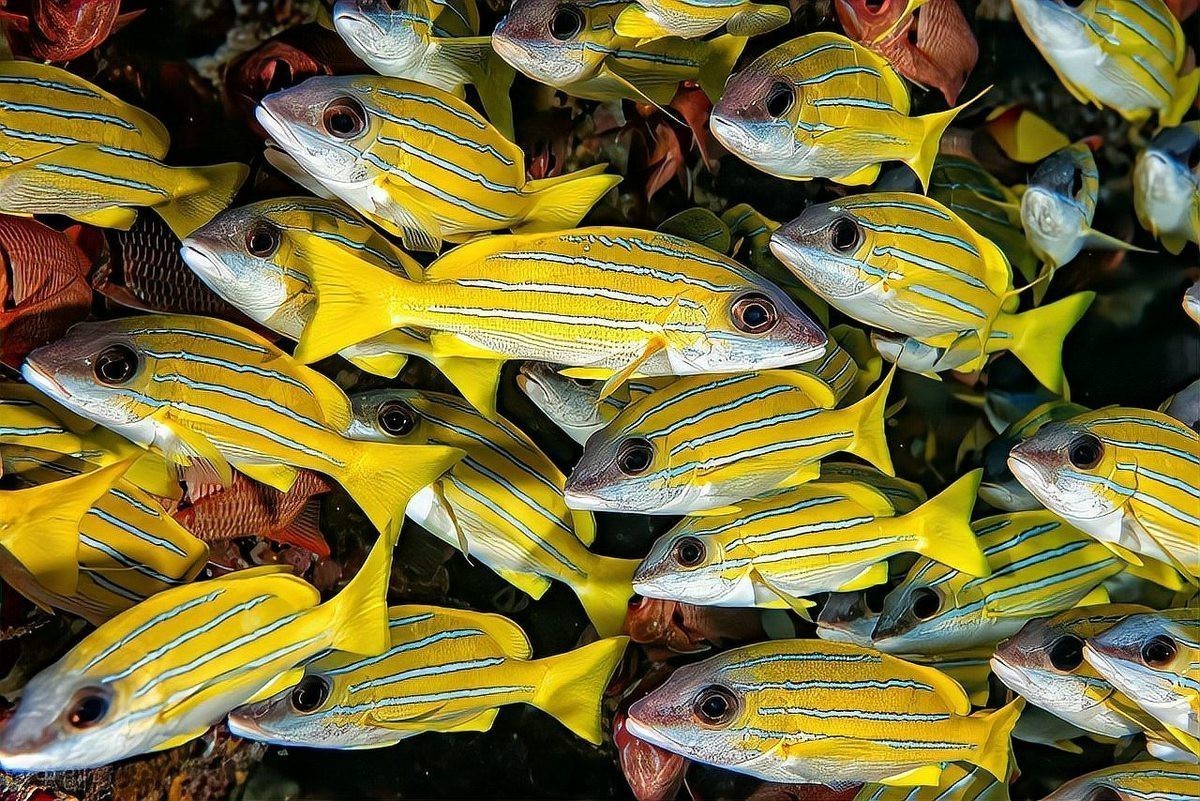鯛魚寓意
