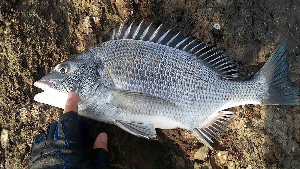 鯛魚寓意