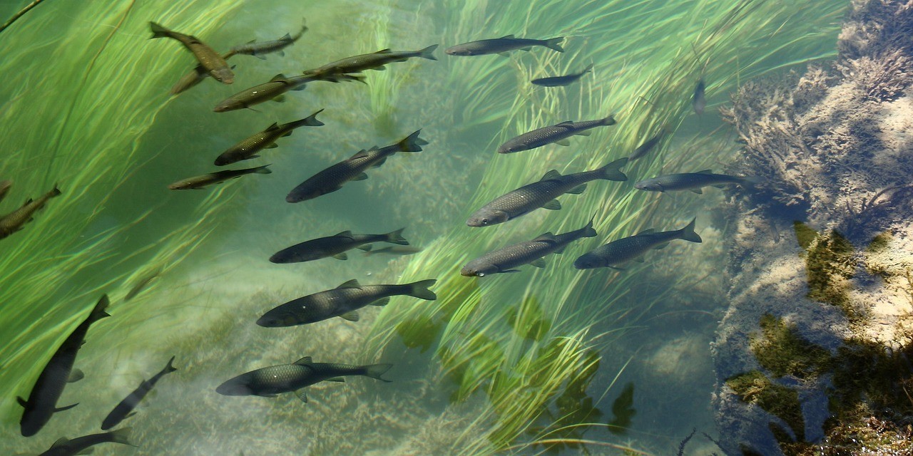 臨淄區(qū)魚樂圈生態(tài)水族館（臨淄區(qū)魚樂圈生態(tài)水族館電話） 臨淄區(qū)魚樂圈生態(tài)水族館（臨淄區(qū)魚樂圈生態(tài)水族館電話） 全國水族館企業(yè)名錄 第1張
