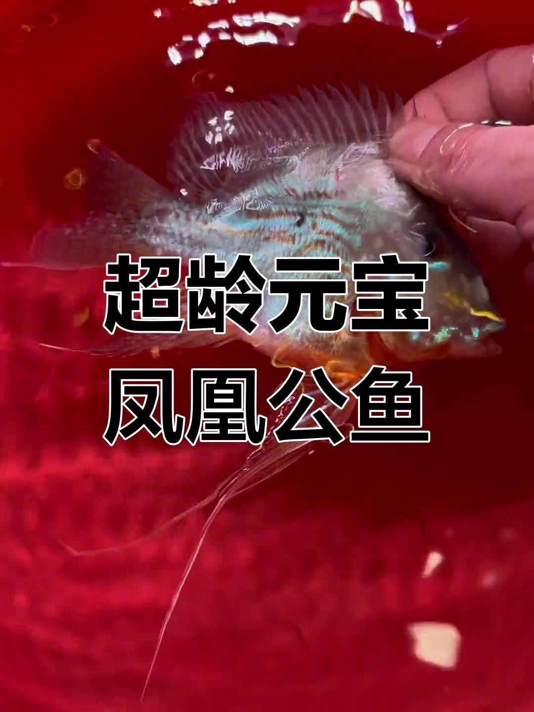 如何鑒別鳳凰龍魚的品相？