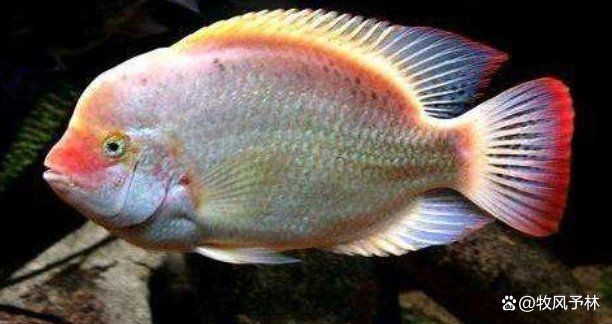 火老虎魚不能亂養