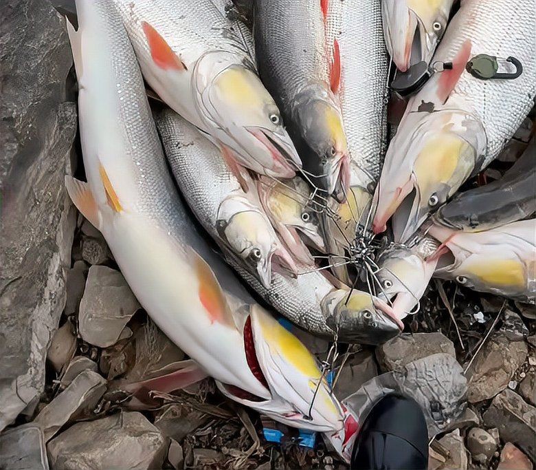 火老虎魚不能亂養
