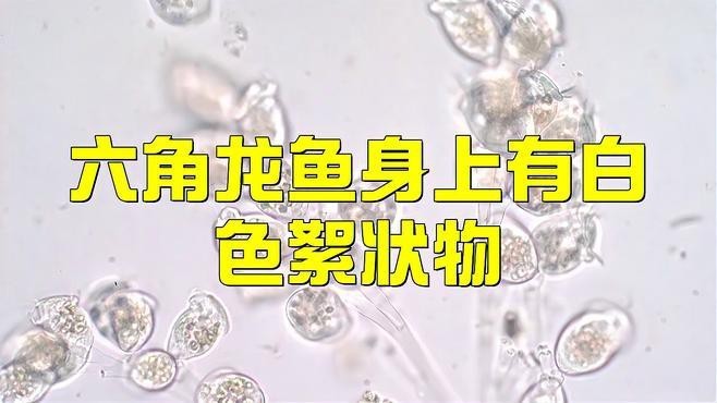 龍魚感染真菌后應該如何治療？