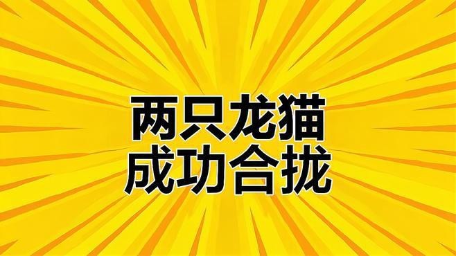 如何加速兩只龍貓的氣味融合？