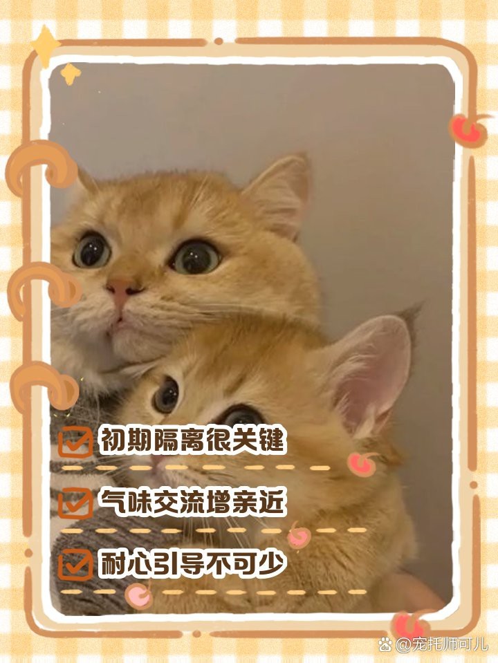 如何加速兩只龍貓的氣味融合？