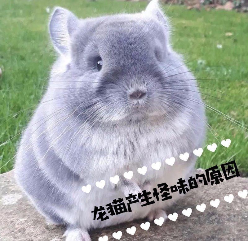 如何加速兩只龍貓的氣味融合？