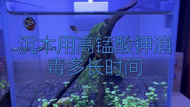 沉木消毒后多久可以放入龍魚缸？