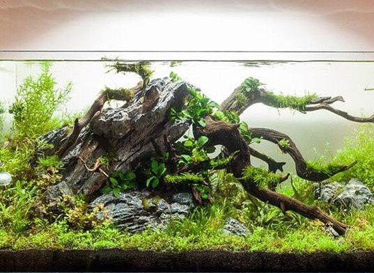 沉木消毒后多久可以放入龍魚缸？