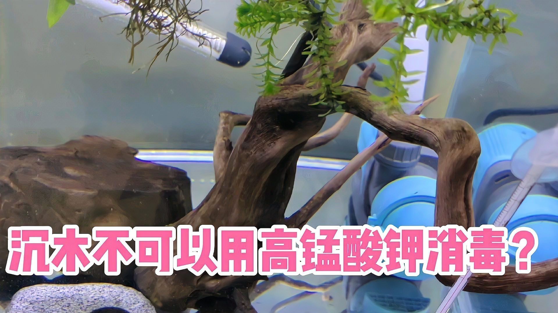 沉木消毒后多久可以放入龍魚缸？