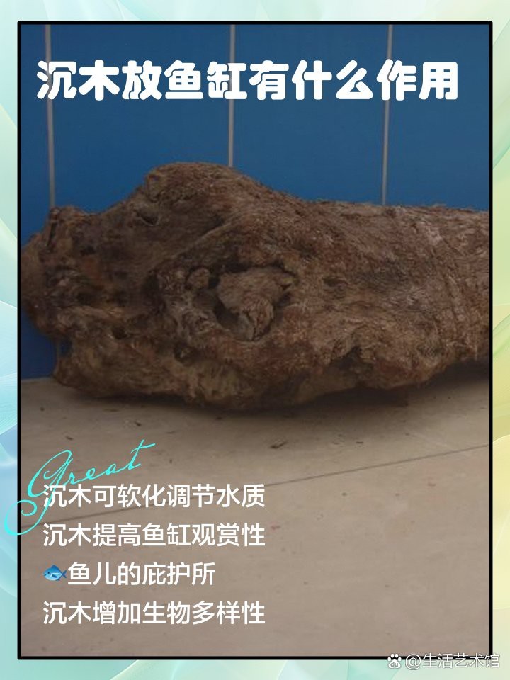 沉木消毒后多久可以放入龍魚缸？