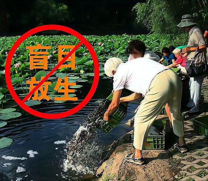 放生青龍魚需要辦理哪些手續？