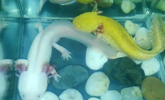 六角恐龍不打氧水位多高
