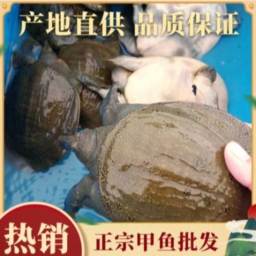 附近哪里有甲魚苗出售