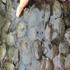附近哪里有甲魚苗出售